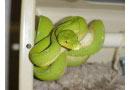 Reptile