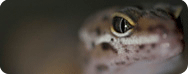Leopard Gecko