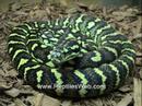 Snake Pictures