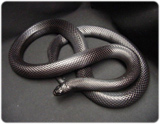 Mexican Black Kingsnake