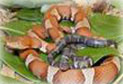 Snake Breed