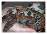 Snake Feeding