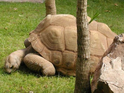 Aldabra Giant Tortoise Aldabra Giant Tortoise