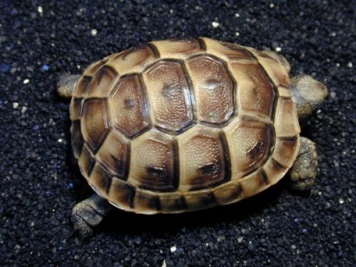 Greek Tortoise Greek Tortoise