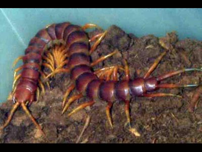 Peruvian Giant Centipede Peruvian Giant Centipede
