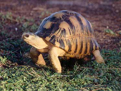 Radiated Tortoise Radiated Tortoise