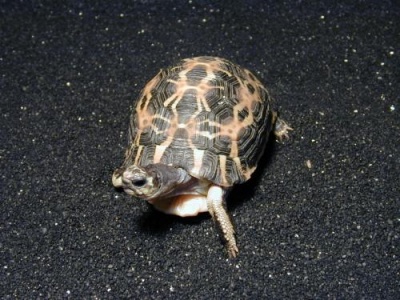 Spider Tortoise