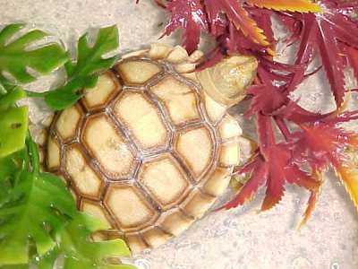 sulcata tortoise sulcata tortoise