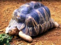 Radiated Tortoise Radiated Tortoise