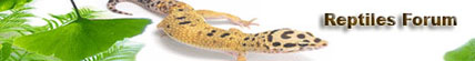 Pet Reptile