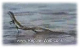 Jesus Lizard