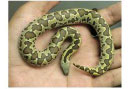pet snake
