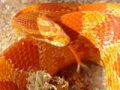 Corn Snake