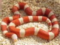 Milk King Snake Milk King Snake