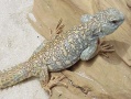 tn_lizard.jpg