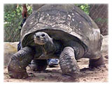 Aldabra Giant Tortoise