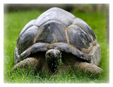 Aldabra Giant Tortoise