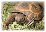 Russian Tortoise
