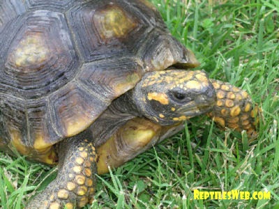 Yellow Footed Tortoise Yellow Footed Tortoise