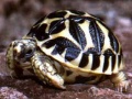 Star Tortoise Star Tortoise