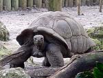 Aldabra Giant Tortoise