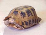 Elongated Tortoise