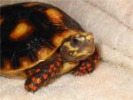 Red Foot Tortoise