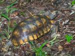 Yellow Foot Tortoise