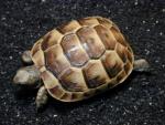 Greek Tortoise