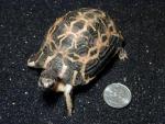 Spider Tortoise