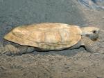 Pancake Tortoise
