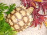 Tortoise Pictures