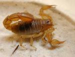 Scorpion Pictures