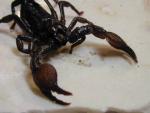 Emperor Scorpion