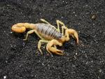 Giant Desert Hairy Scorpion