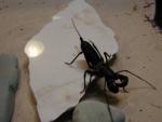 Vinagaroon Scorpion