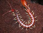 Peruvian Giant Centipede
