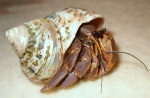 Indonesian Hermit Crab