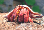 Strawberry Hermit Crab