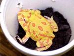 Frog Pictures