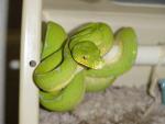 Snake Pictures