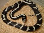 Colubrids Pictures
