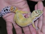 Lizard Pictures