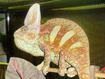 Chamaeleon Calyptratus Pictures