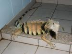 Iguana Pictures