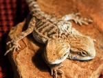 Bearded Dragon Pictures