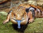 Blue Tongue Skink Pictures