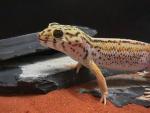 Frog Eye Gecko Pictures