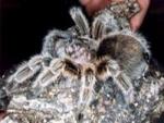 Chilean Rose Tarantula
