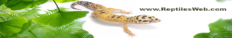 Reptile